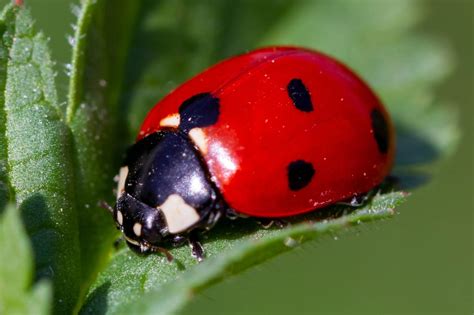 what color are female ladybugs.